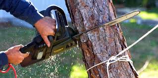 How Our Tree Care Process Works  in  West Valley City, UT