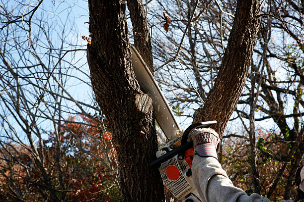 Reliable West Valley City, UT Tree Care Solutions